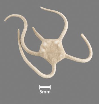 Media type: image;   Invertebrate Zoology OPH-155 Aspect: dorsal